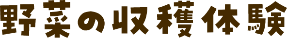 野菜の収穫体験